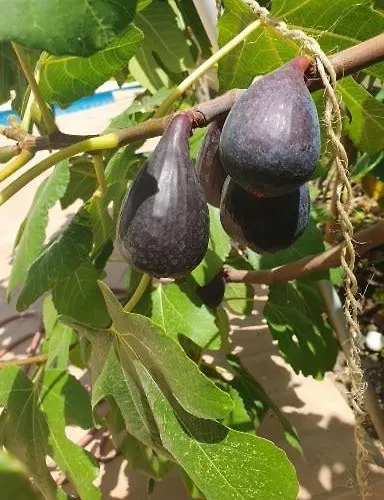 Private For 6 With Seaview, Pool & Big Sun Terrace Willa