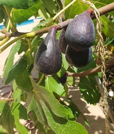 Private Beach Villa For 6 With Seaview, Pool & Big Sun Terrace וילה